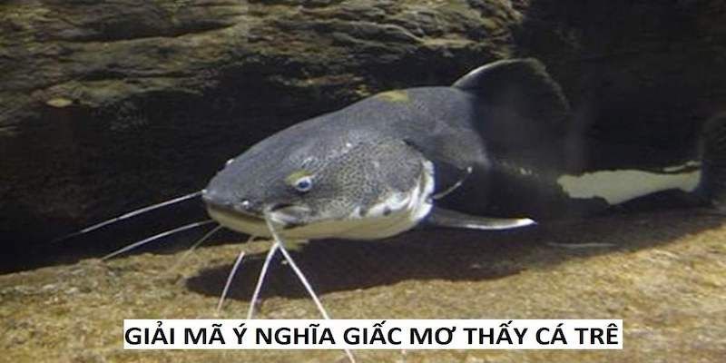 What number should I bet on if I dream about catfish?